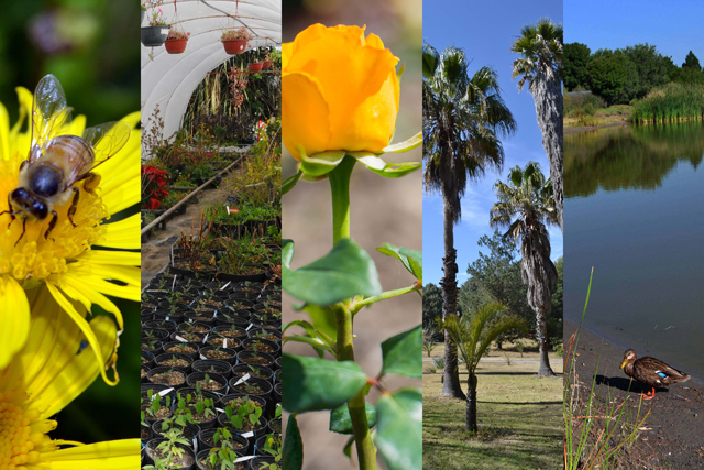 BUAP conmemora el Día Nacional de los Jardines Botánicos