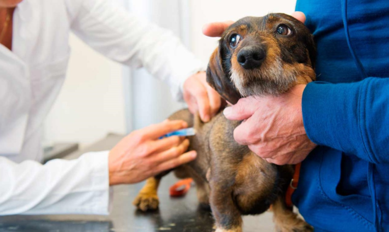 Producen primer lote de vacunas contra el Covid-19 para mascotas