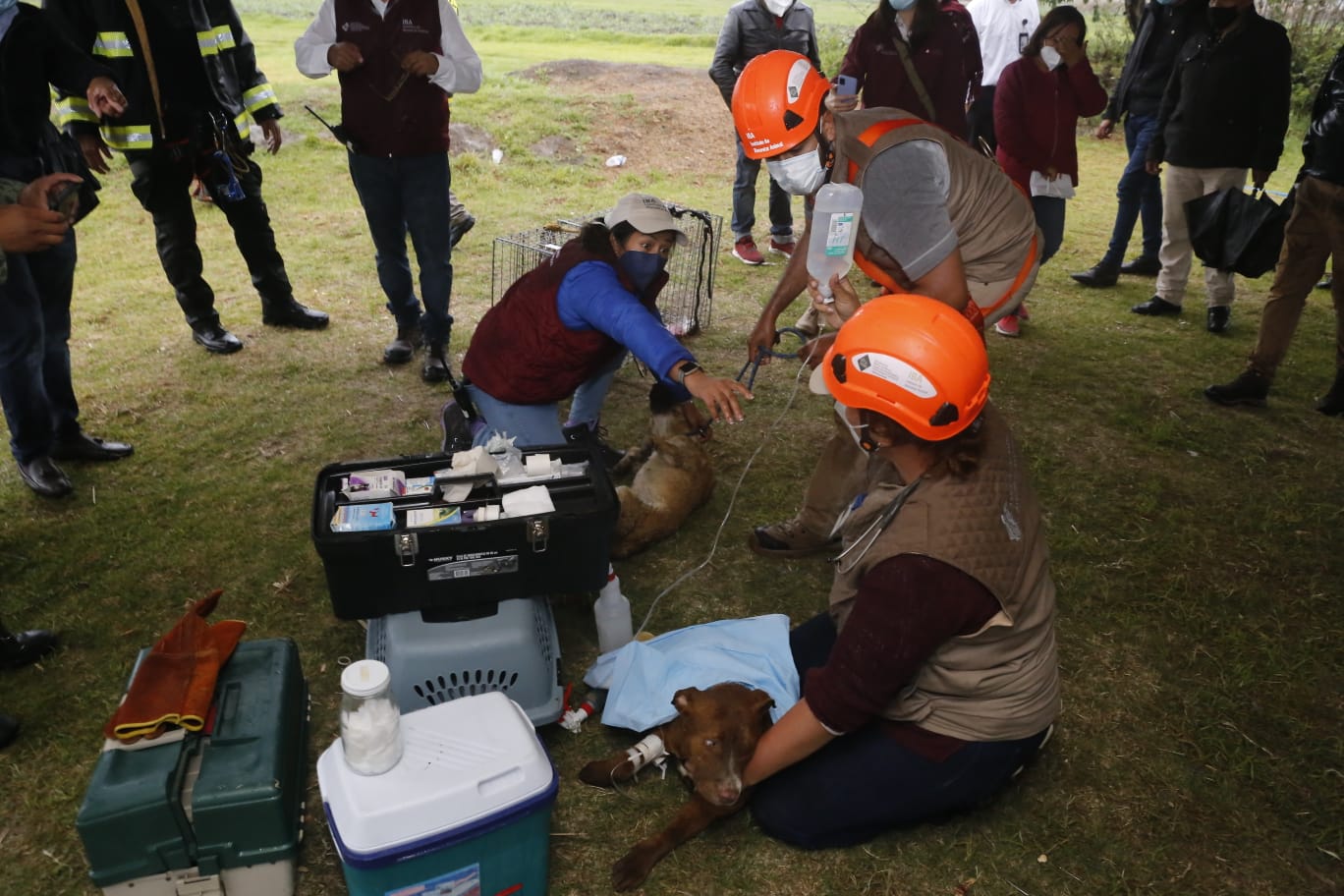 Rescatan a los dos perros que habían caído en socavón de Puebla