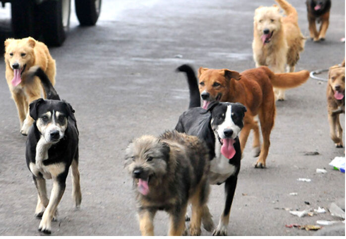 Ayuntamiento de Tehuacán se pronuncia frente al caso de sacrificio 20 perros