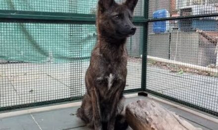 Descubren en Brasil al primer híbrido perro-zorro: Dogxim