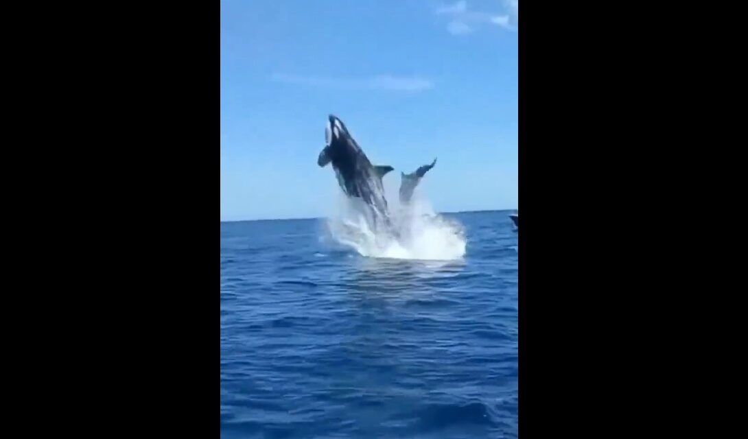 Encuentro Aéreo Impactante: Orca vs Delfín (VIDEO)