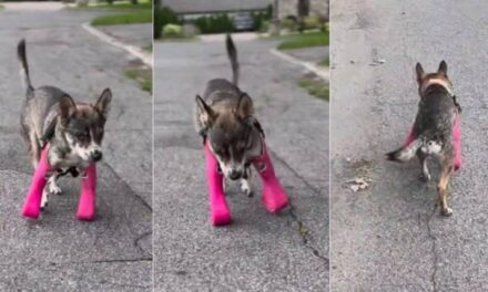 Perro Camina por Primera Vez con Prótesis, Conmoviendo a las Redes (VIDEO)