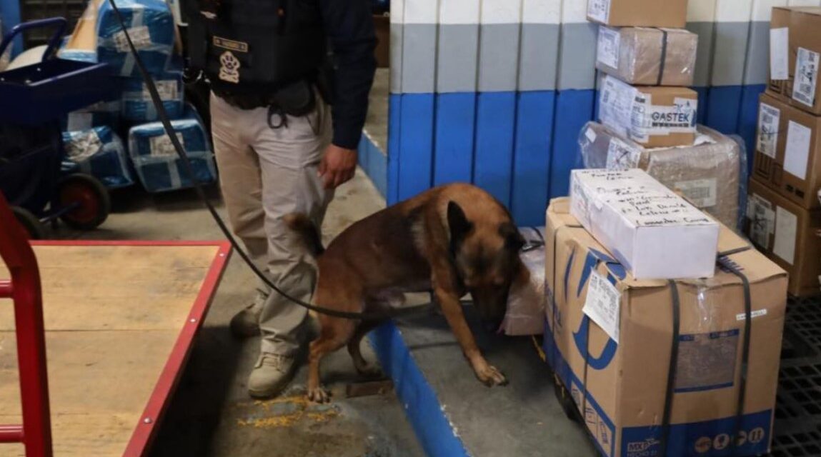 Operativo de la SSC de Puebla Asegura 41 Kilos de Posible Droga en Paquetería